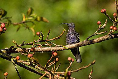 《原神》拾枝杂谈-「蓝砚：墨羽役阵」